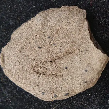 Haze Hash (0.5g) - Grade A+++ (Sativa Pur)