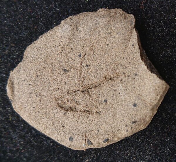 Haze Hash (0.5g) - Grade A+++ (Sativa Pur)