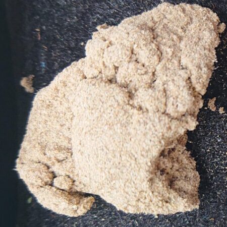 Land Lord (1g)  - Grade C +