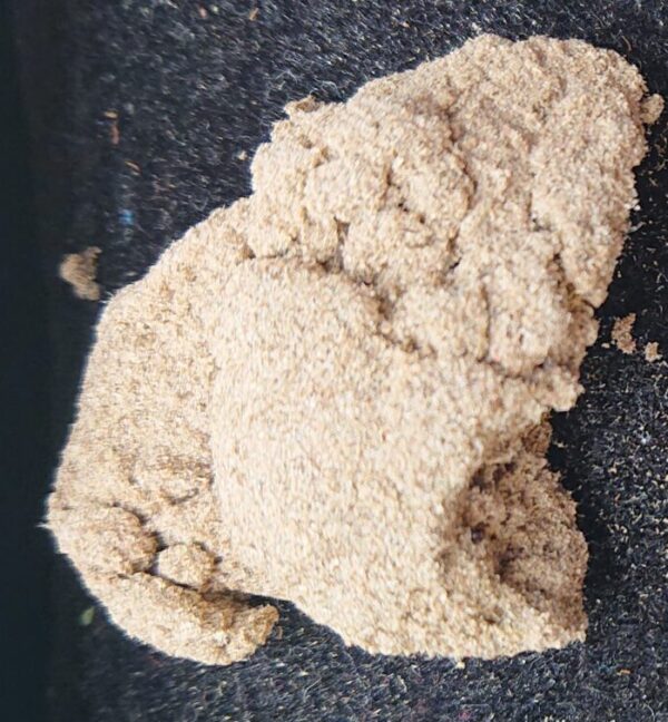 Land Lord (1g)  - Grade C +